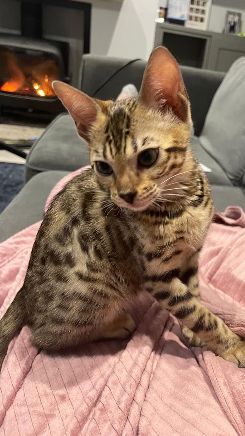A Bengal cat relaxing on a pink blanket at home