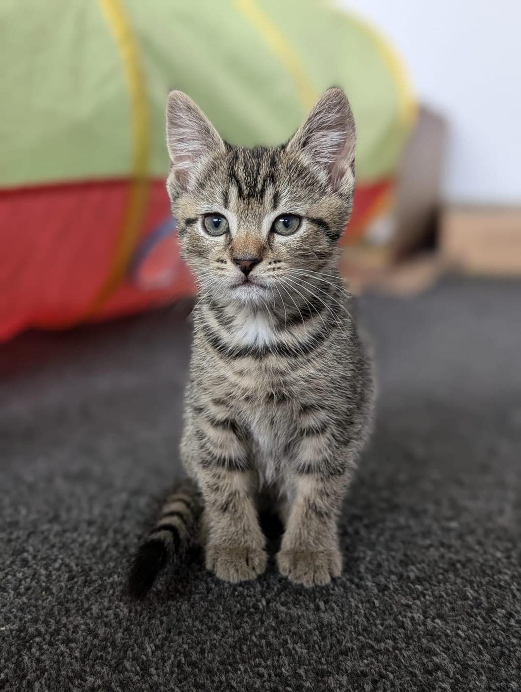A tabby kitten sitting at home